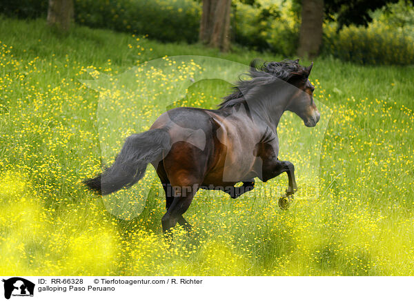 galloping Paso Peruano / RR-66328