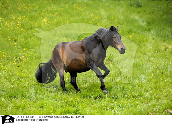 galloping Paso Peruano / RR-66331