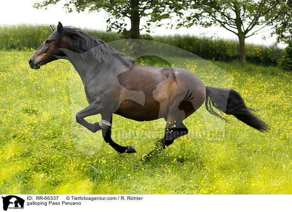 galloping Paso Peruano / RR-66337