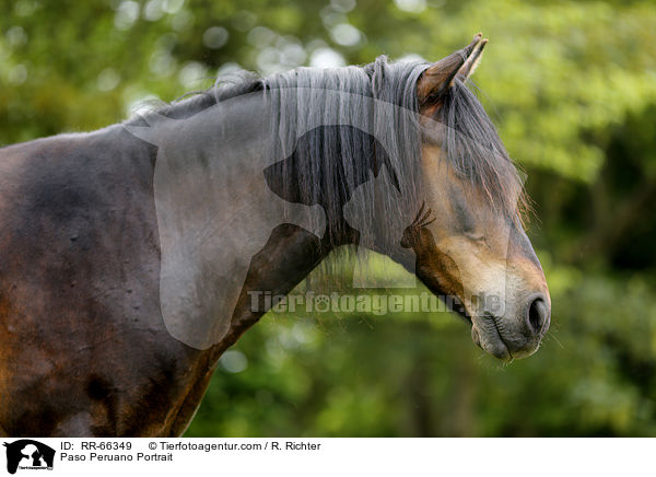 Paso Peruano Portrait / RR-66349