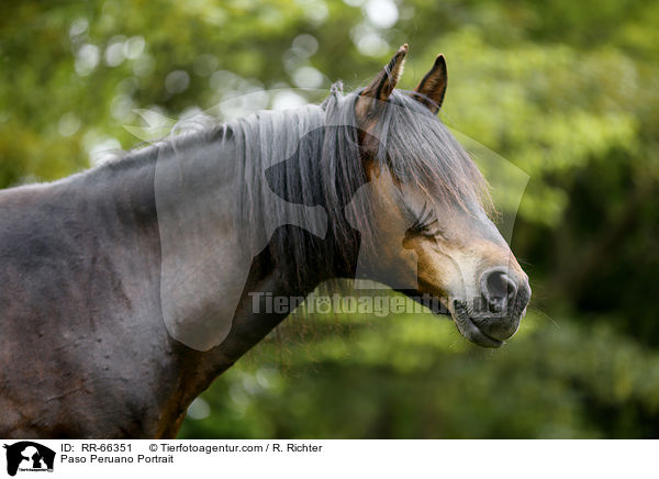 Paso Peruano Portrait / RR-66351