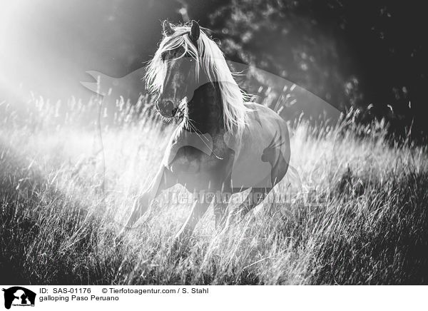 galoppierender Paso Peruano / galloping Paso Peruano / SAS-01176