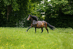 galloping Paso Peruano