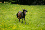galloping Paso Peruano