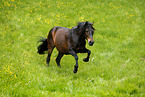 galloping Paso Peruano