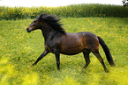 galloping Paso Peruano