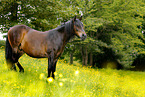 Paso Peruano