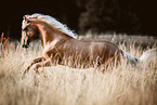 galloping Paso Peruano
