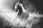 galloping Paso Peruano