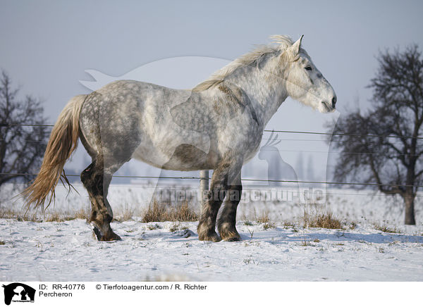 Percheron / RR-40776