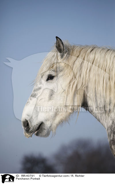 Percheron Portrait / RR-40791