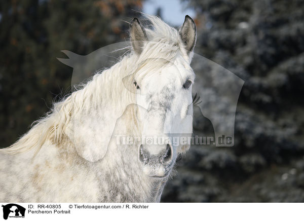 Percheron Portrait / RR-40805