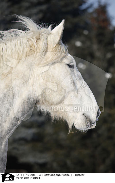 Percheron Portrait / Percheron Portrait / RR-40808