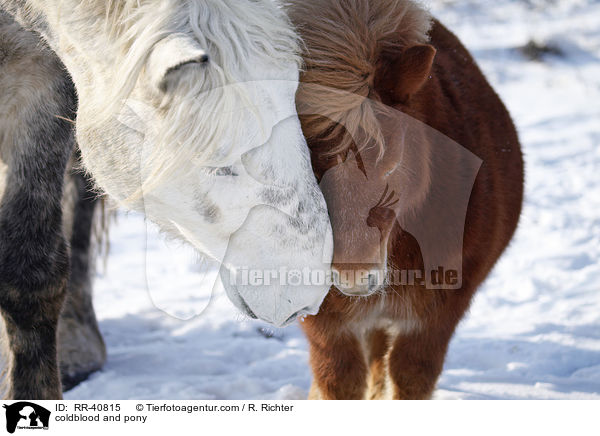 coldblood and pony / RR-40815