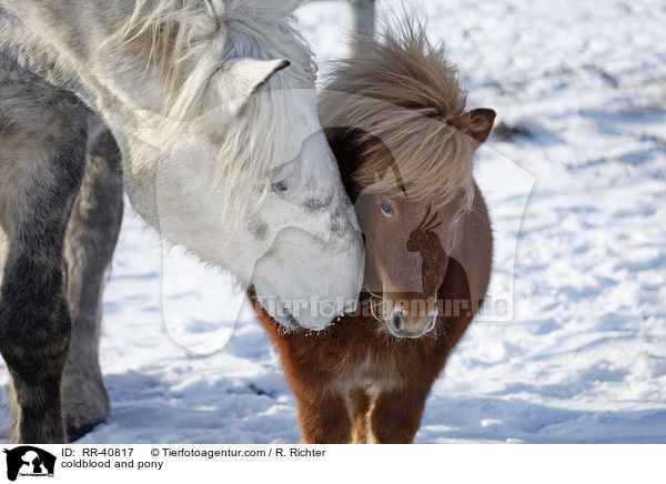 coldblood and pony / RR-40817