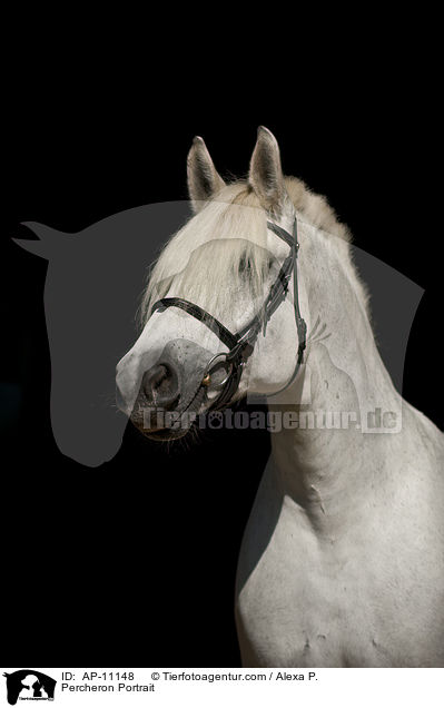 Percheron Portrait / AP-11148