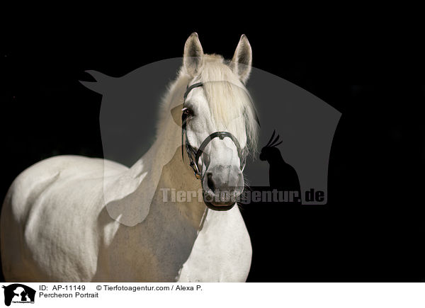 Percheron Portrait / Percheron Portrait / AP-11149