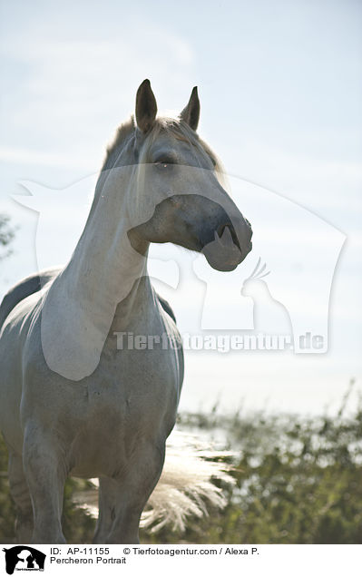 Percheron Portrait / Percheron Portrait / AP-11155