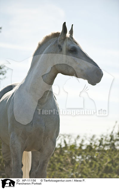 Percheron Portrait / Percheron Portrait / AP-11156
