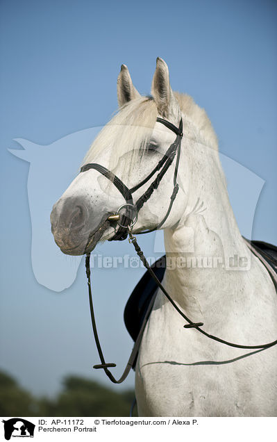 Percheron Portrait / AP-11172