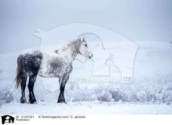 Percheron / VJ-01341