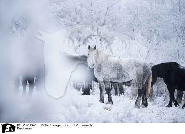 Percheron / VJ-01343
