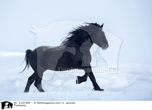 Percheron / VJ-01346