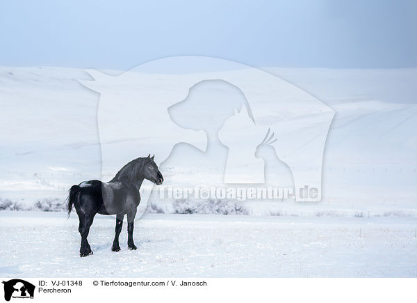 Percheron / VJ-01348