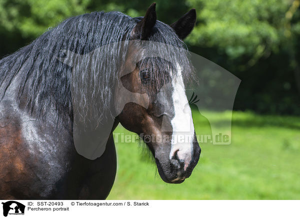 Percheron portrait / SST-20493