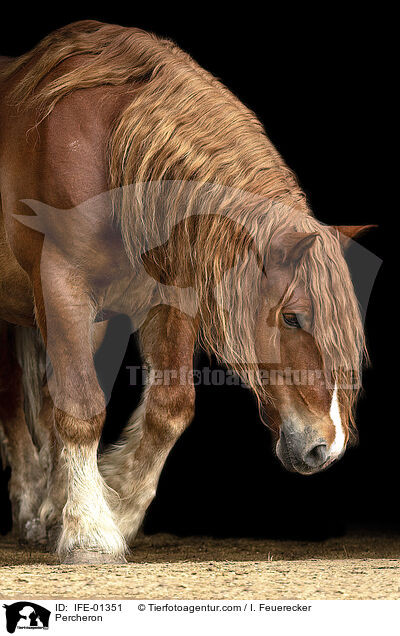 Percheron / IFE-01351