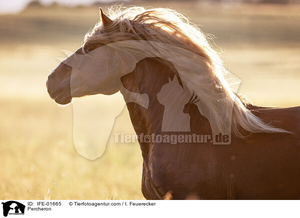 Percheron / IFE-01665