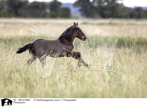 Percheron / Percheron / IFE-01669