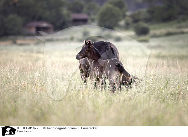 Percheron / IFE-01672
