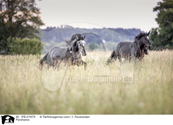 Percheron / IFE-01675