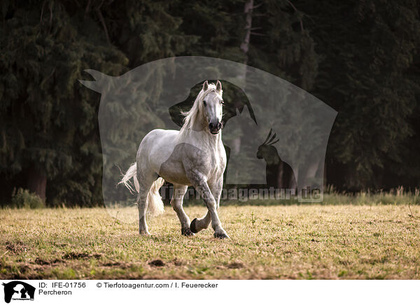 Percheron / IFE-01756