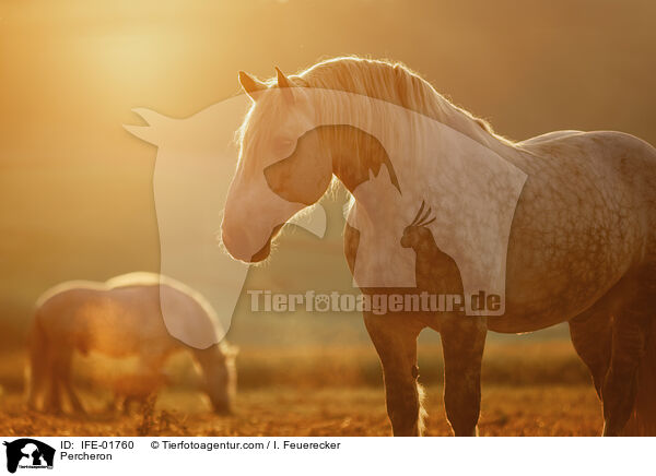 Percheron / IFE-01760