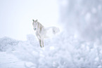 Percheron