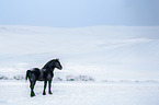 Percheron