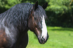 Percheron portrait