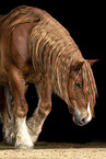 Percheron