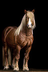 Percheron