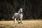 Percheron