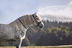 Percheron