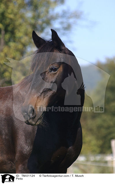 Pinto / Pinto / TM-01124