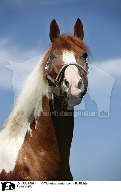 Pinto stallion / RR-15981