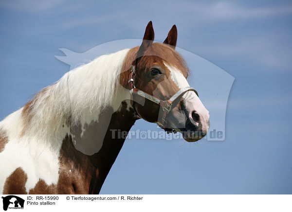 Pinto stallion / RR-15990