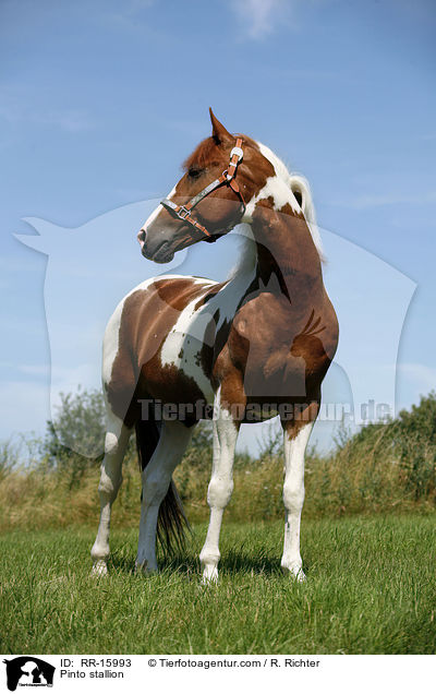 Pinto Hengst / Pinto stallion / RR-15993