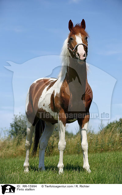 Pinto Hengst / Pinto stallion / RR-15994