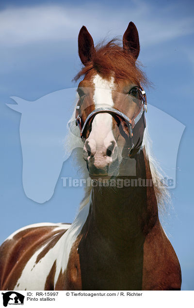 Pinto stallion / RR-15997