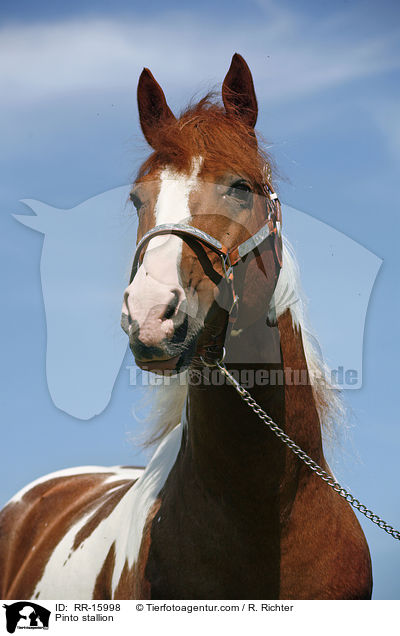 Pinto stallion / RR-15998